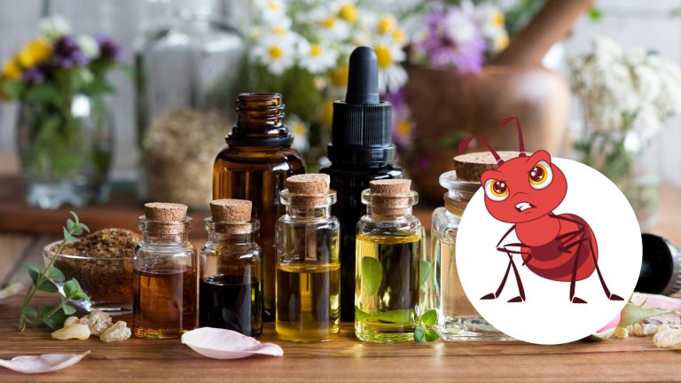 Ants Hate These Essential Oils