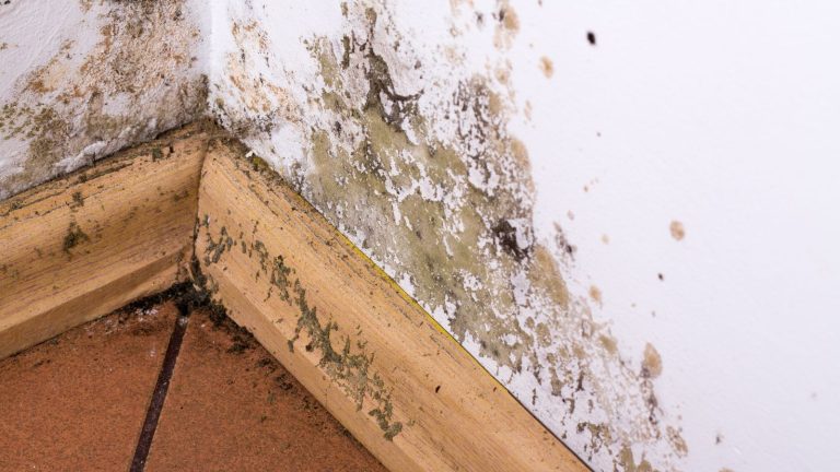 Are Ants Attracted to Mold