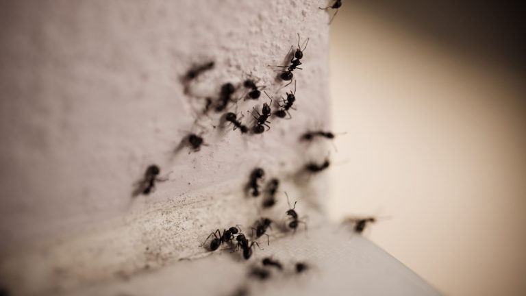Does Killing Ants Get Rid of Them or Attract More