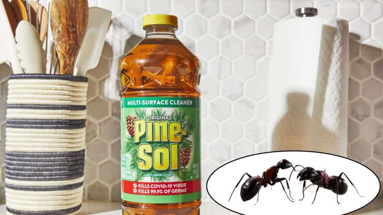 Does Pine Sol Really Attract More Ants Into Your Home?