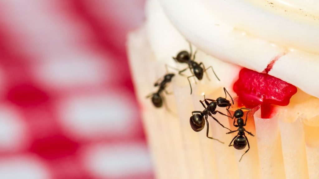 How Ants Spread Disease