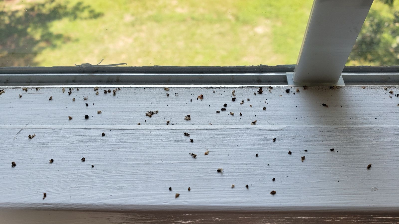 Gh How To Get Rid Of Ants In Windowsill Naturally 