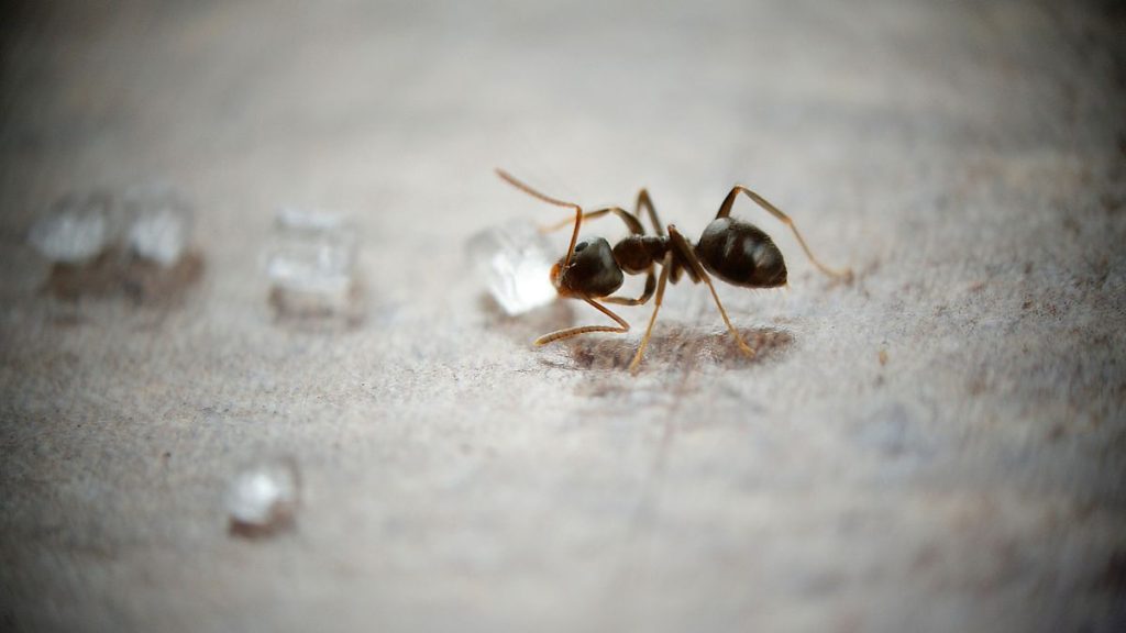 Recommendations for Ant Control