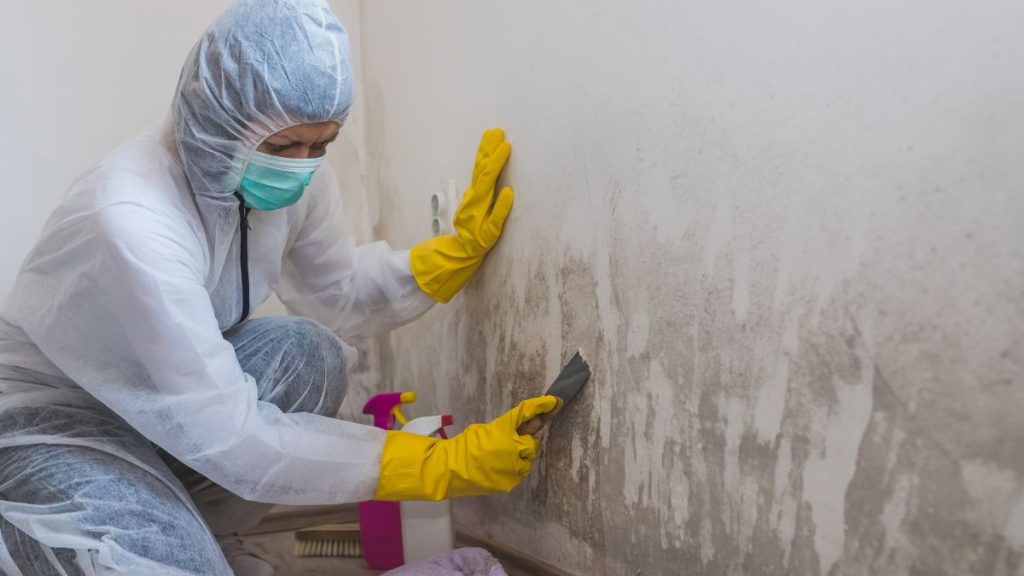 Ways to Remove Mold and Ants