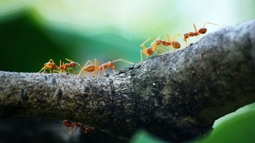 how to keep ants off fruit trees naturally